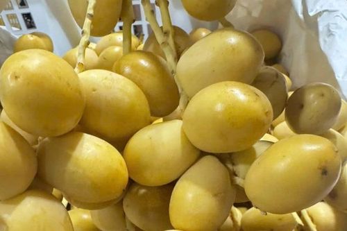 Nguồn gốc chà là tươi vài chục nghìn đồng/kg bán đầy chợ mạng