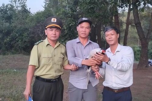 Phát hiện gà lôi trắng quý hiếm trong công viên nước ở Huế