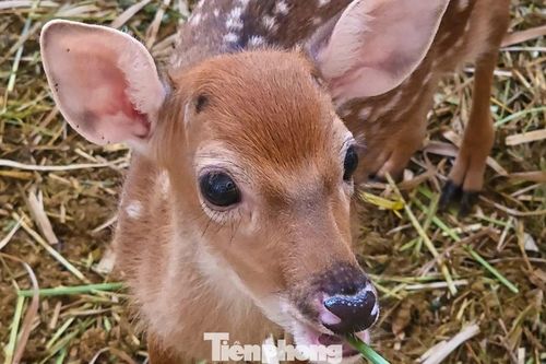 Bên trong trang trại nuôi hươu sao tiền tỷ