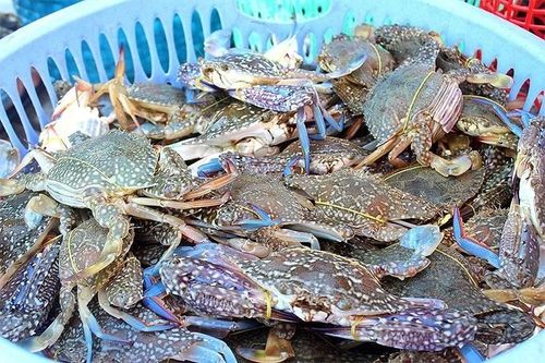 Cua ghẹ Việt Nam đắt hàng, giá cao nhất 10 năm qua