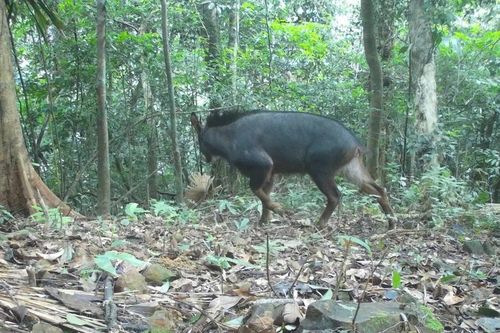 Khám phá 22 loài động vật quý hiếm trong rừng đặc dụng Nam Quảng Trị