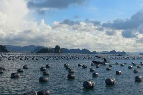 Vân Đồn tăng cường quản lý nuôi trồng thủy sản trên biển