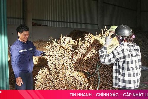 Cây dại ven sông thành nguyên liệu sản xuất sản phẩm xuất khẩu