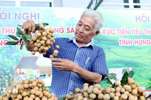 Hưng Yên đẩy mạnh VietGAP, hữu cơ và chế biến sâu để đưa nhãn lồng ra thế giới