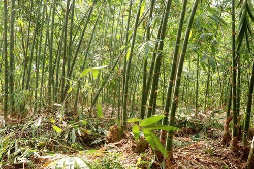 Các nhà khoa học Ấn Độ nghiên cứu tiềm năng dùng tre để sản xuất ô tô