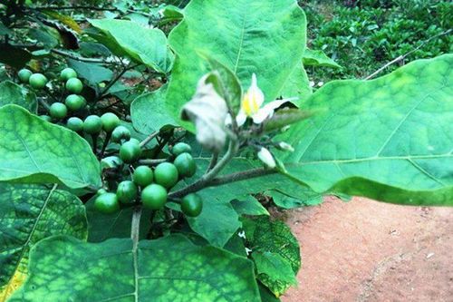 Vân vi đặc sản...