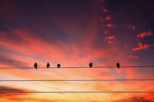 Vì sao chim đậu trên dây điện không bị giật?