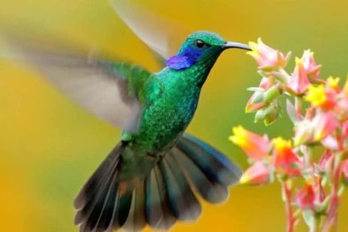 Ngắm vẻ đẹp rực rỡ của loài chim tí hon duy nhất có thể bay lùi