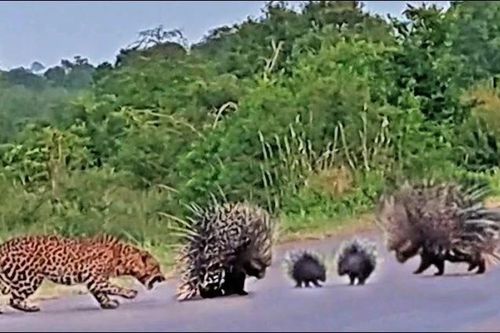 CLIP: Báo hoa mai 'ăn quả đắng' khi cả gan tấn công gia đình nhím