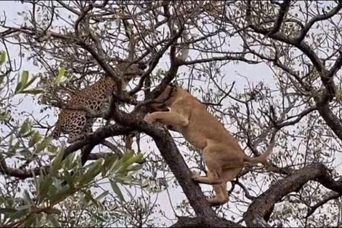 CLIP: Sư tử bất ngờ trình diễn khả năng leo cây, ác chiến với báo hoa mai