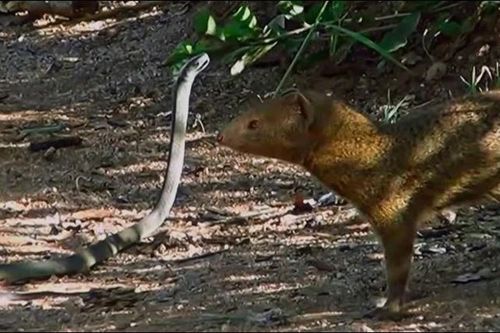 CLIP: Cầy mongoose hạ sát rắn độc mamba trong 'nháy mắt'