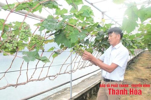 Hướng đi mới trong đa dạng hóa đối tượng cây trồng