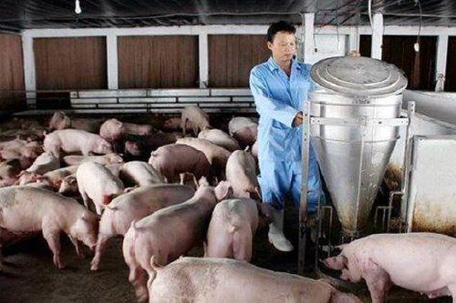 Ngành chăn nuôi quý II: Loạt 'ông lớn' đạt lợi nhuận kỷ lục, CP giảm lãi đôi chút