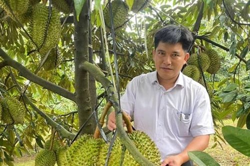 Nông dân Lâm Đồng trồng sầu riêng chất lượng cao lên đến 300ha
