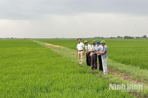 Nguy cơ mất mùa nếu xem nhẹ việc phòng, chống dịch sâu cuốn lá nhỏ