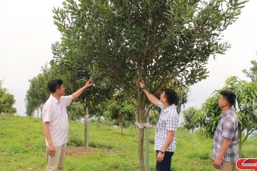 Xây dựng nhãn hiệu chứng nhận 'Mắc ca Sơn La'