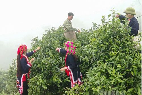 Ngát hương chè Shan tuyết Cao Bồ