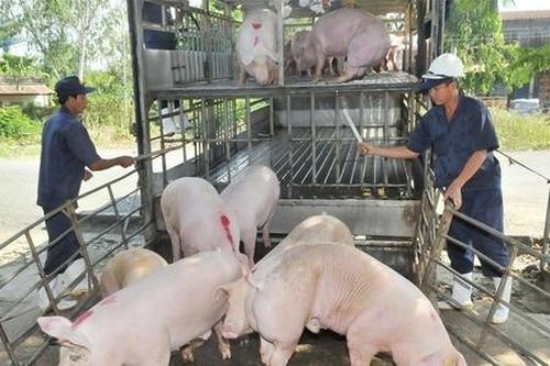 Giá lợn hơi tiếp đà giảm, nhiều địa phương bị ảnh hưởng nặng nề