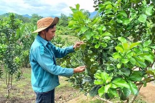 Chuyển biến tư duy sản xuất mang lại cuộc sống đổi thay cho đồng bào dân tộc thiểu số ở Đắc Pring