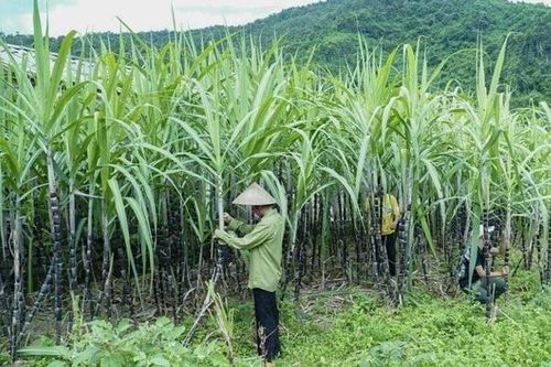 Ngành mía đường Việt Nam: Nỗi lo tái diễn