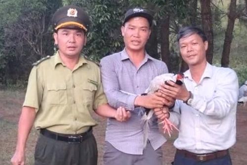 Người dân giao nộp gà lôi trắng quý hiếm bay lạc vào quán nước
