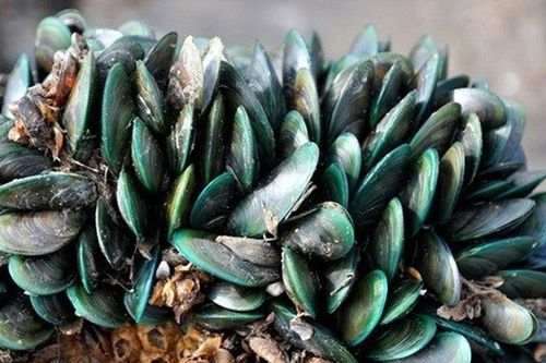 Loài hải sản óng ánh như ngọc biển, công dụng bổ dưỡng chẳng kém nhân sâm, được các quý ông đổ xô tìm kiếm