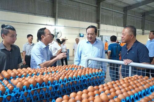 Tây Ninh bứt phá công nghiệp hóa chăn nuôi: Hình mẫu nông nghiệp công nghệ cao