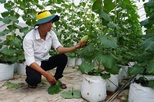 Nông dân Tây Ninh mở rộng canh tác theo hướng xanh bền vững