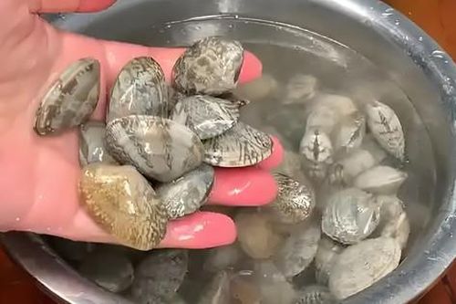 Dùng dầu ăn và muối để ngâm ngao là sai lầm: Một ngư dân chỉ mẹo giúp ngao nhả cát ra nhanh chóng và sạch sẽ