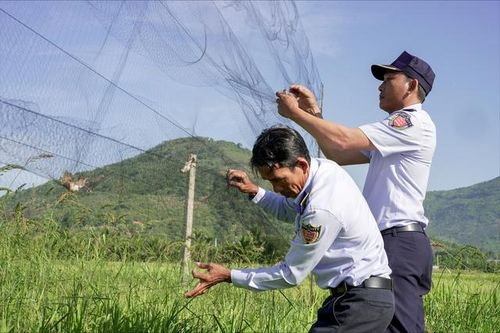 Lợi ích của chim yến và nỗi ám ảnh 'lưới tàng hình'