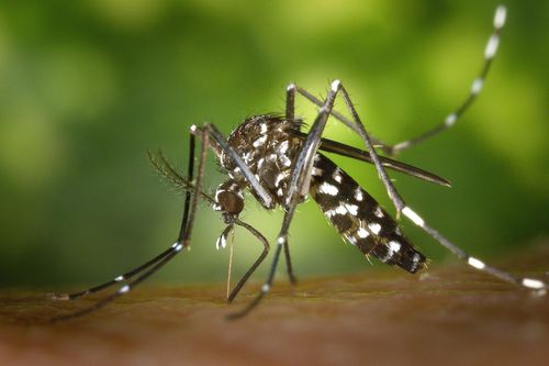 Chikungunya và sốt xuất huyết, bệnh nào nguy hiểm hơn?