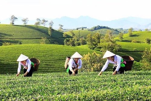 Hành trình 'mở' đồi chè bát úp