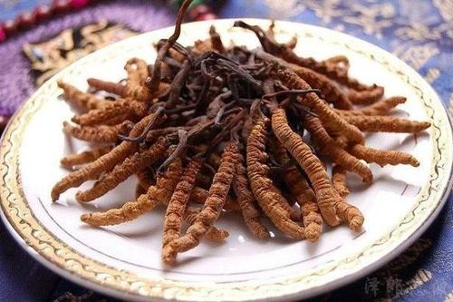 'Tiên dược' chốn núi cao hơn 2 tỷ/kg có gì đặc biệt?