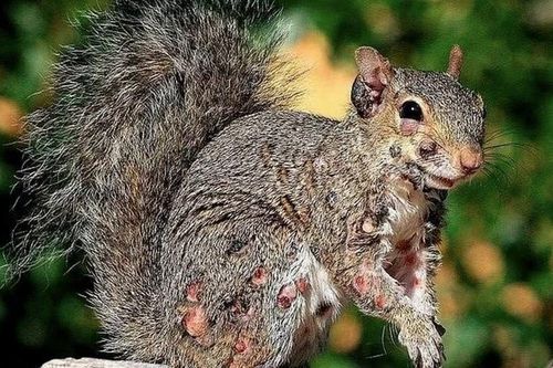 Sóc 'thây ma' đầy mụn mủ gieo rắc nỗi sợ hãi khắp Bắc Mỹ