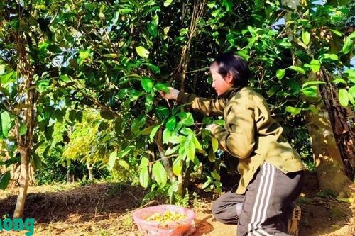 Đồng bào dân tộc thiểu số làm giàu dưới tán chè