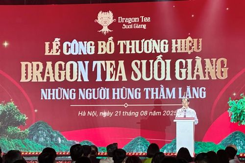 Ra mắt thương hiệu trà từ cây Shan Tuyết cổ thụ Suối Giàng tỉnh Lào Cai