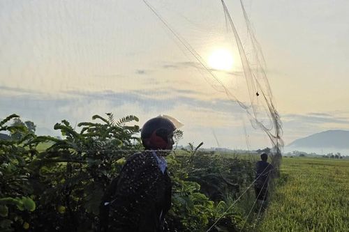Cảnh báo lưới tàng hình gây họa cho quần thể chim yến ở Khánh Hòa