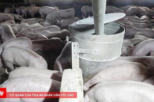 TP.HCM tăng cường kiểm soát thịt heo