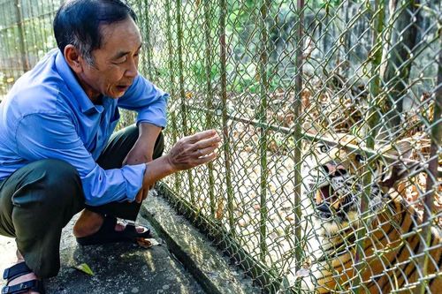 Gia chủ 'khóc đứng khóc ngồi' với đàn hổ 9 con ăn hết tiền triệu mỗi ngày