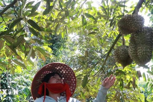 Cây sầu riêng hiện thực hóa giấc mơ thoát nghèo của bà con Raglai Khánh Sơn