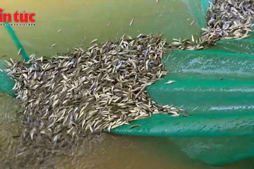 Rộn ràng mùa cá linh non tại vùng biên giới An Giang