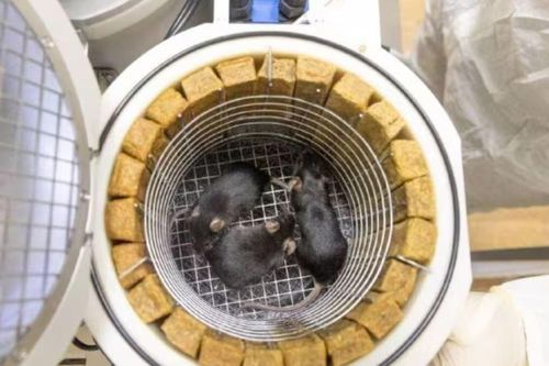 Kỷ lục 75 con chuột, 1.500 ruồi giấm tham gia thí nghiệm không gian của Nga