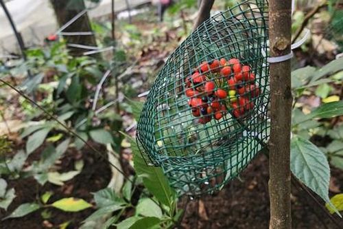 Quảng Ngãi: Đề xuất thành lập Trung tâm bảo tồn và phát triển cây Sâm Ngọc Linh