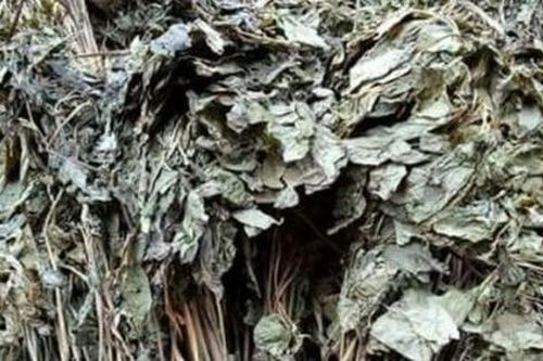 Loại lá đắt đỏ bậc nhất thế giới, 150 triệu đồng/kg, chỉ duy nhất Việt Nam sở hữu
