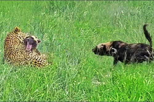 CLIP: Bị báo hoa mai phục kích, chó hoang mất mạng dù được cả đàn trợ chiến