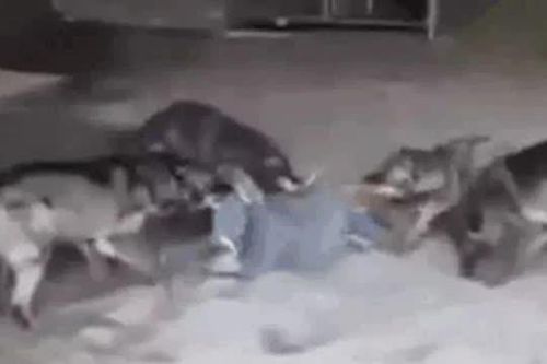 CLIP: Bị cả đàn sói tấn công dữ dội, người đàn ông vẫn thoát hiểm ấn tượng