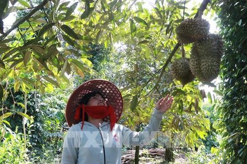 Sầu riêng hiện thực hóa giấc mơ thoát nghèo