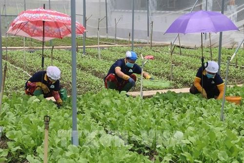 Vùng ngọt hóa Gò Công: Rau an toàn 'vượt mặt' cây lúa'