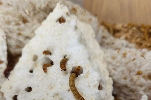 Sâu bột chống ô nhiễm nhựa