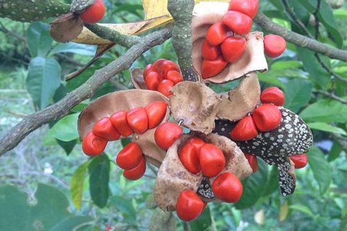 Quả xưa chỉ rụng dưới gốc, nay thành đặc sản được săn lùng, giá 3 triệu đồng/kg